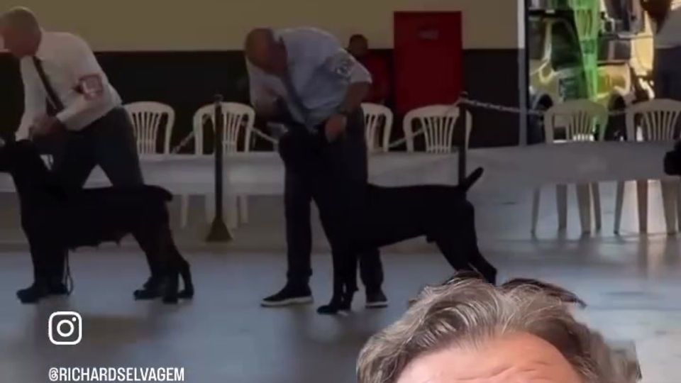 Cane Corso Campeão em Exposição